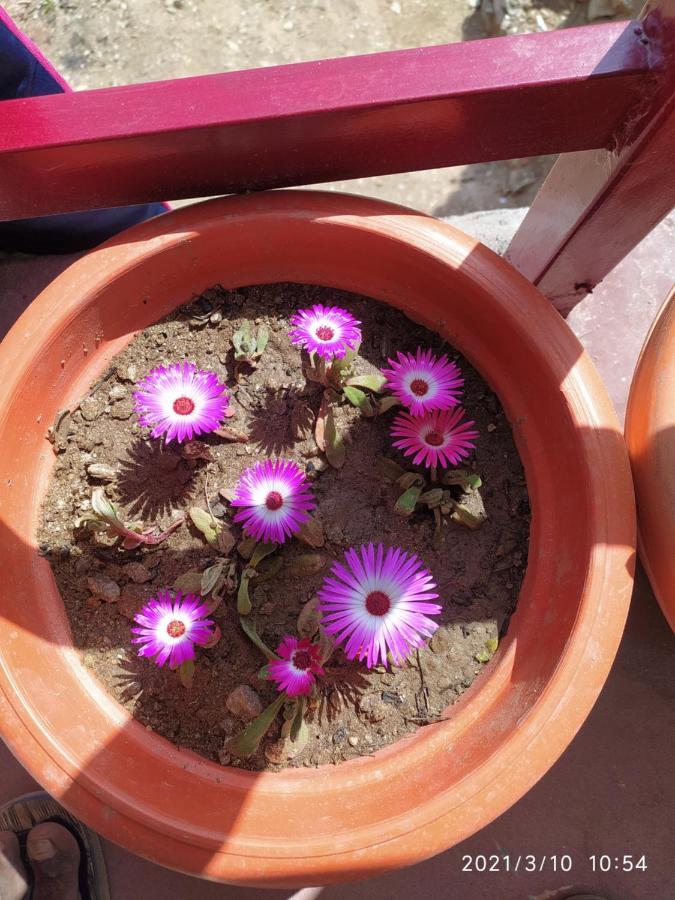 Mangalmurti Himalyan Homestay Hawalbagh Esterno foto